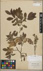 Foto von Salix lapponum L. x Salix silesiaca Willd.